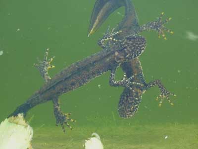 greatcrested newts